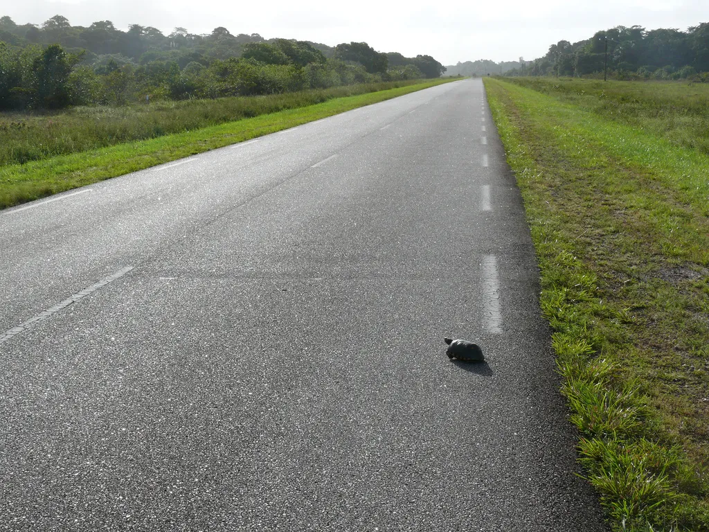 Route asphaltée déserte de Guyane bordée de végétation tropicale, avec une petite tortue traversant la chaussée