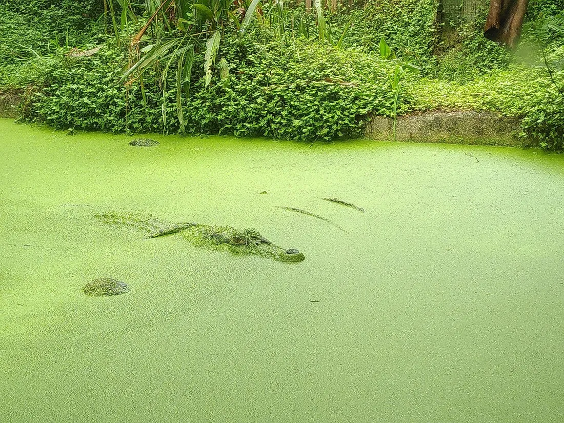 Caïman noir immergé dans un bassin couvert de lentilles d'eau au Zoo de Guyane à Macouria