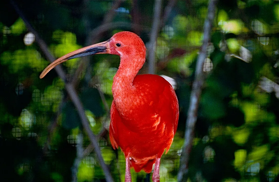 Ibis rouge au plumage écarlate perché devant la végétation au Zoo de Guyane