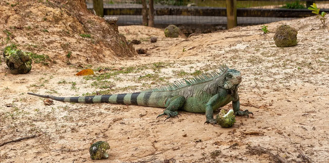 Iguane vert au repos sur le sol sableux d'un enclos du Zoo de Guyane à Macouria