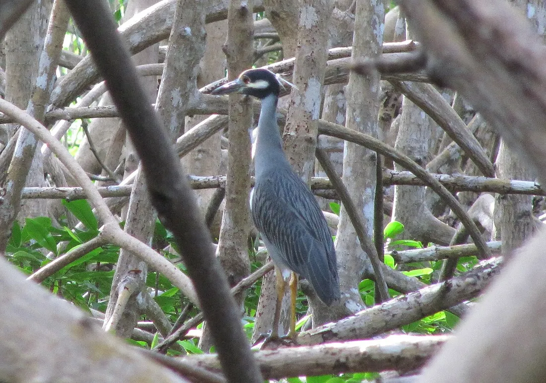 Bihoreau violacé (Nyctanassa violacea) perché parmi les racines échasses des palétuviers d'une mangrove de Guadeloupe