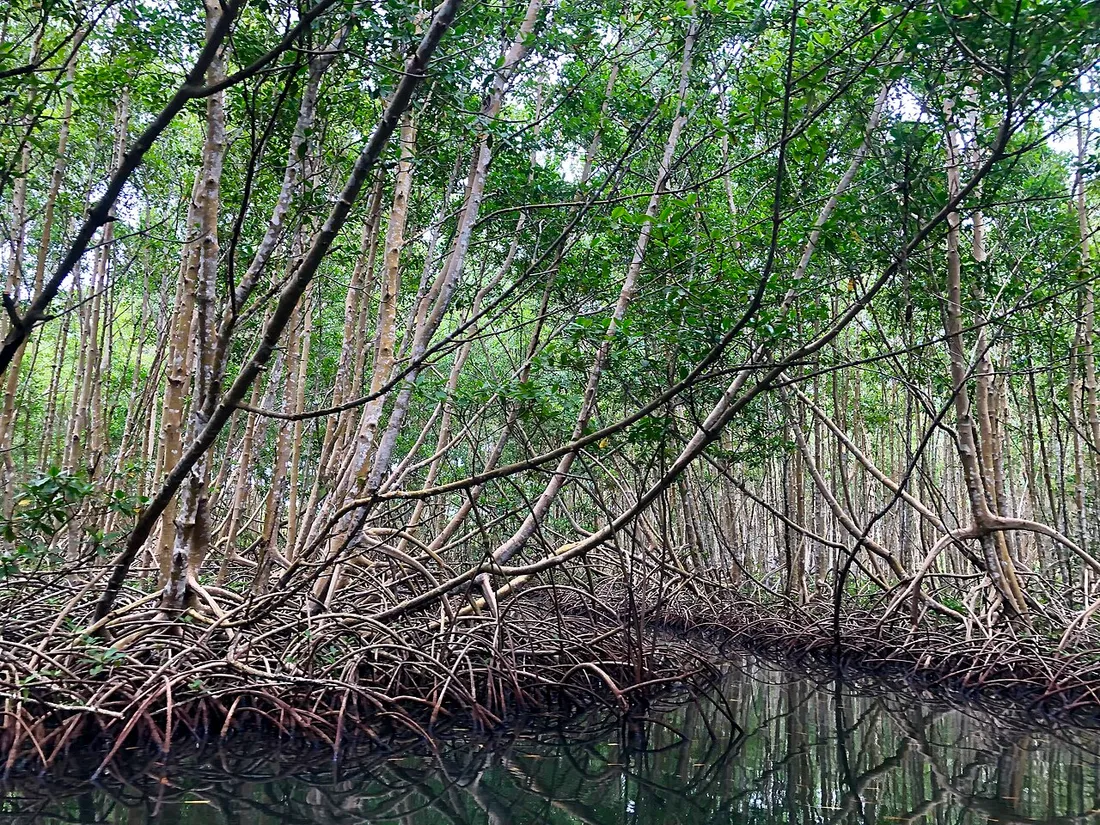 Chenal d'eau sombre serpentant sous la voûte de palétuviers et de racines échasses d'une mangrove de Guadeloupe