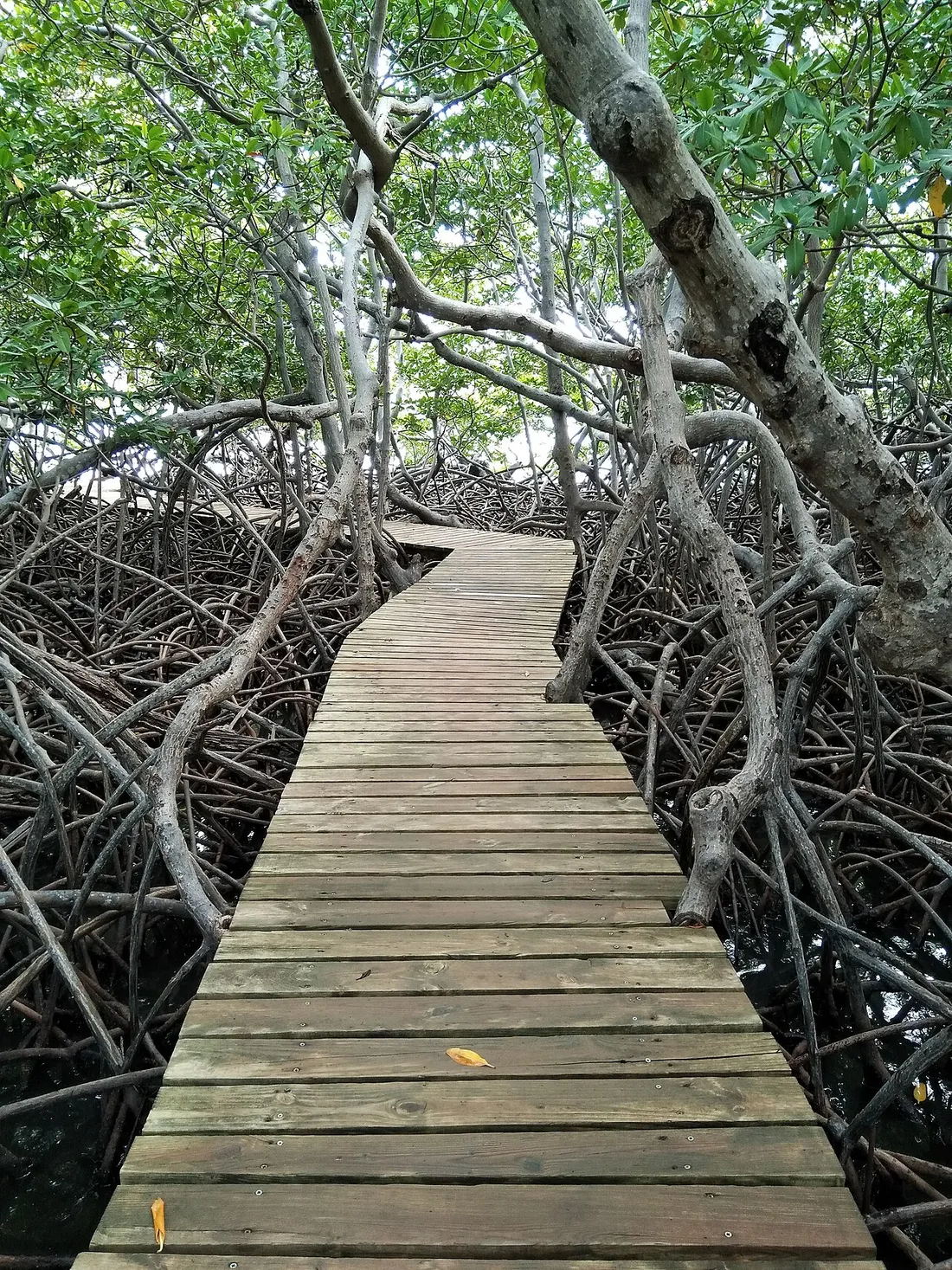 Ponton de bois traversant une dense mangrove de palétuviers rouges aux racines échasses en Martinique