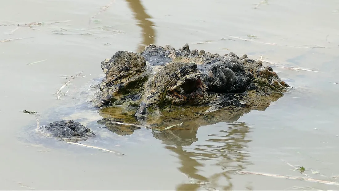 Tete d'un caiman noir (Melanosuchus niger) emergeant a la surface d'une eau calme, oeil et museau bien visibles