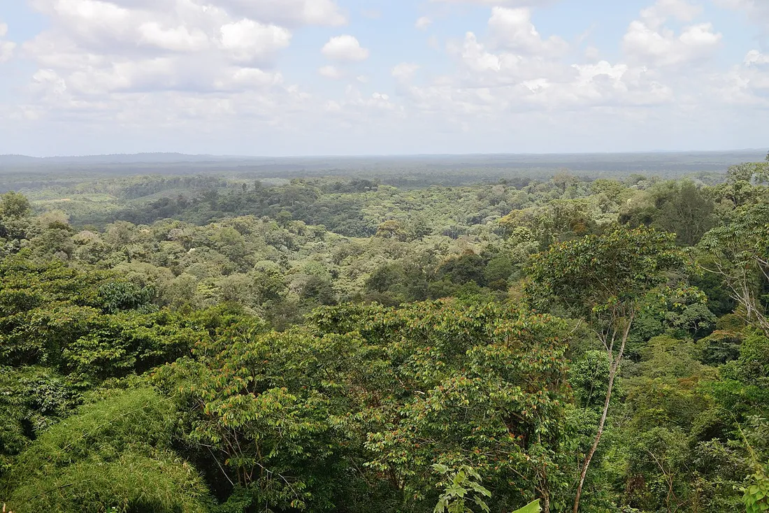 Vue panoramique sur la canopée de la forêt amazonienne s'étendant à perte de vue autour du village de Cacao, en Guyane