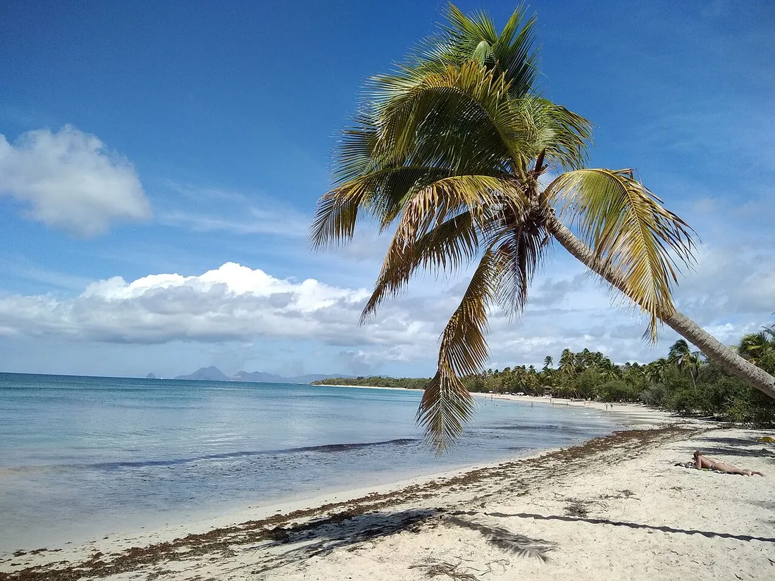 Cocotier penche au-dessus du sable blanc de la Grande Anse des Salines en Martinique, plage familiale aux eaux calmes