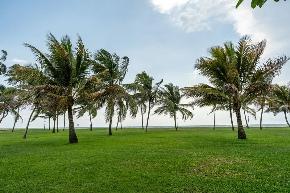 Cocotiers au bord de la mer aux palmes couchées par le vent, illustrant les alizés soufflant en continu sur la Martinique