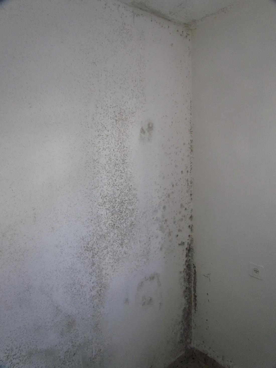 Angle de mur intérieur blanc entièrement piqueté de taches de moisissure noires, du plafond à la plinthe