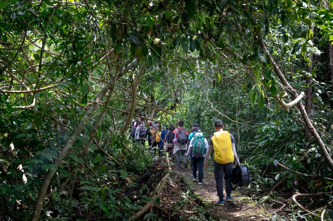 Groupe de randonneurs sac au dos progressant en file sur un sentier au cœur d'une forêt tropicale dense