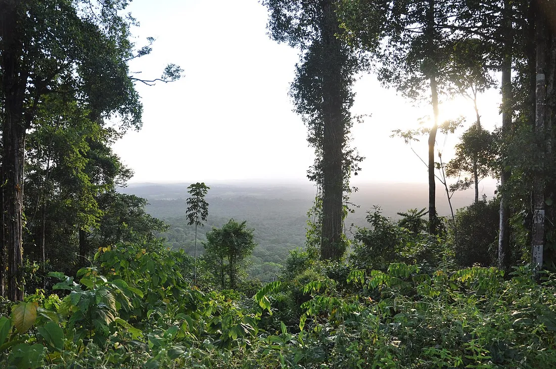 Vue depuis la montagne de Kaw sur la canopée de la forêt tropicale guyanaise au lever du jour