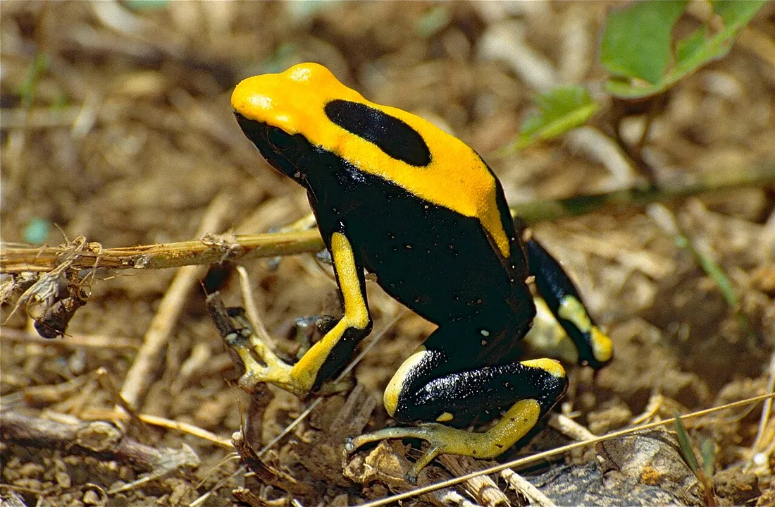 Grenouille dendrobate Dendrobates tinctorius jaune et noire de Guyane posée sur le sol forestier