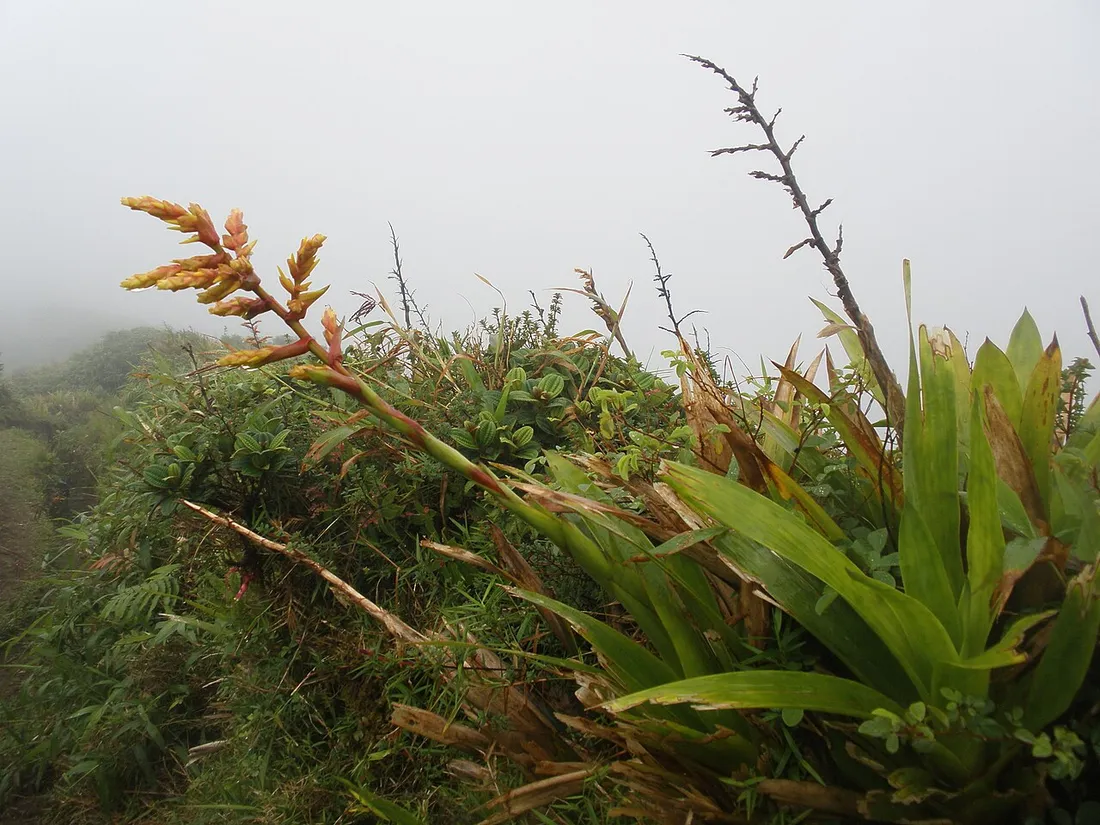 Sentier d'ascension de la Montagne Pelée disparaissant dans la brume au milieu de la végétation de sommet, voie de l'Aileron