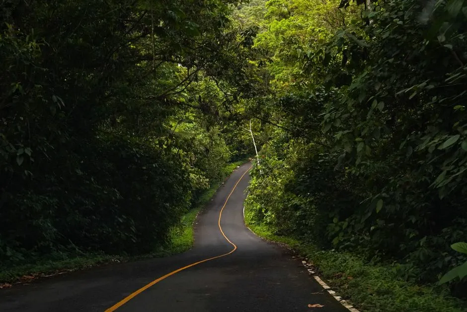 Route sinueuse traversant une forêt tropicale dense, ambiance de la route de la Trace en Martinique