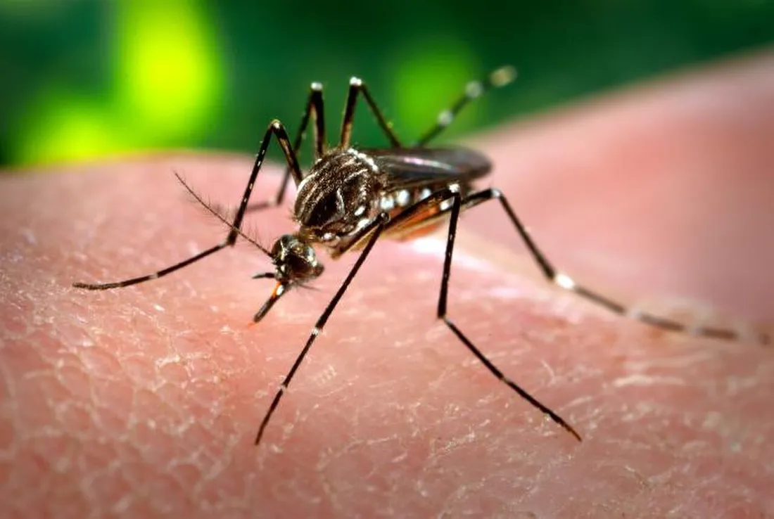 Moustique Aedes aegypti, vecteur de la dengue et du Zika, en train de piquer la peau d'un humain
