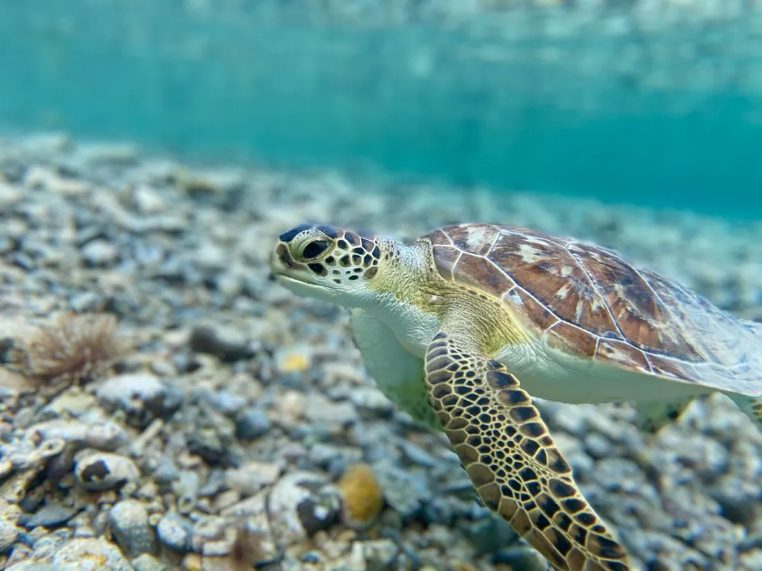 Gros plan d'une tortue verte nageant juste sous la surface dans une eau cristalline au-dessus d'un fond de galets