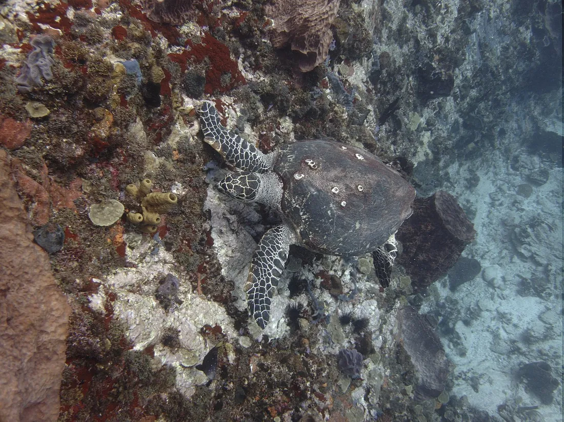 Tortue marine imbriquée (hawksbill) nageant au-dessus d'un récif corallien dans les eaux de Martinique