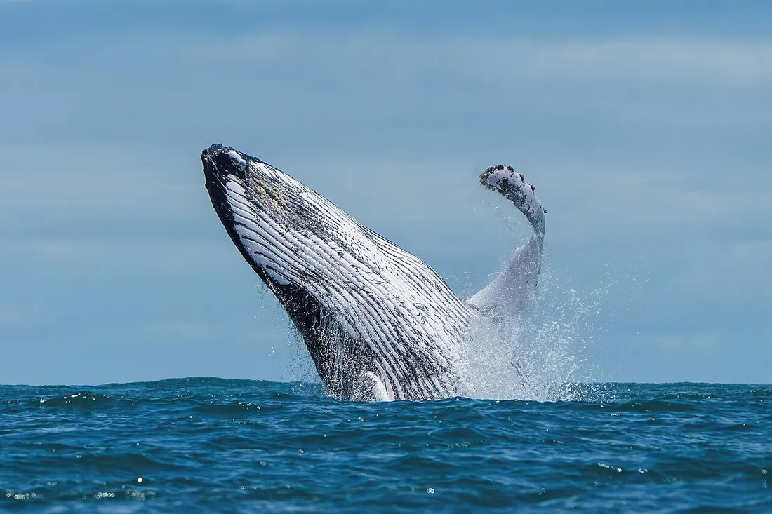 Baleine à bosse jaillissant hors de l'eau dans un saut spectaculaire au-dessus d'une mer bleue, comme on peut en observer au large de Basse-Terre