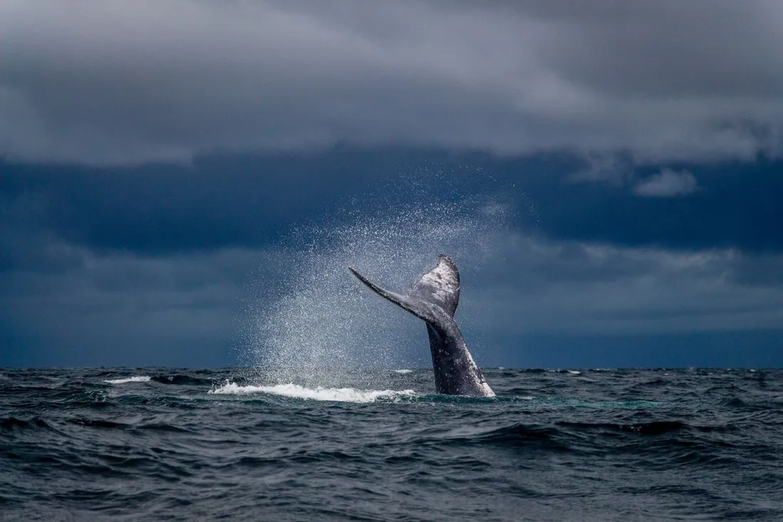 Queue d'une baleine a bosse emergeant de la surface de l'ocean dans une mer agitee sous un ciel nuageux, scene typique d'observation des baleines