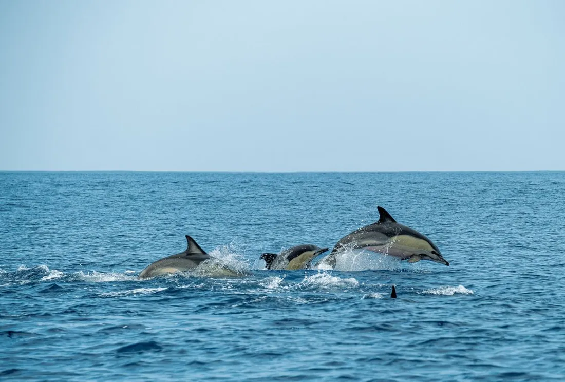 Groupe de dauphins communs bondissant ensemble hors de l'eau dans une mer bleue, comportement observe lors des sorties d'observation des cetaces