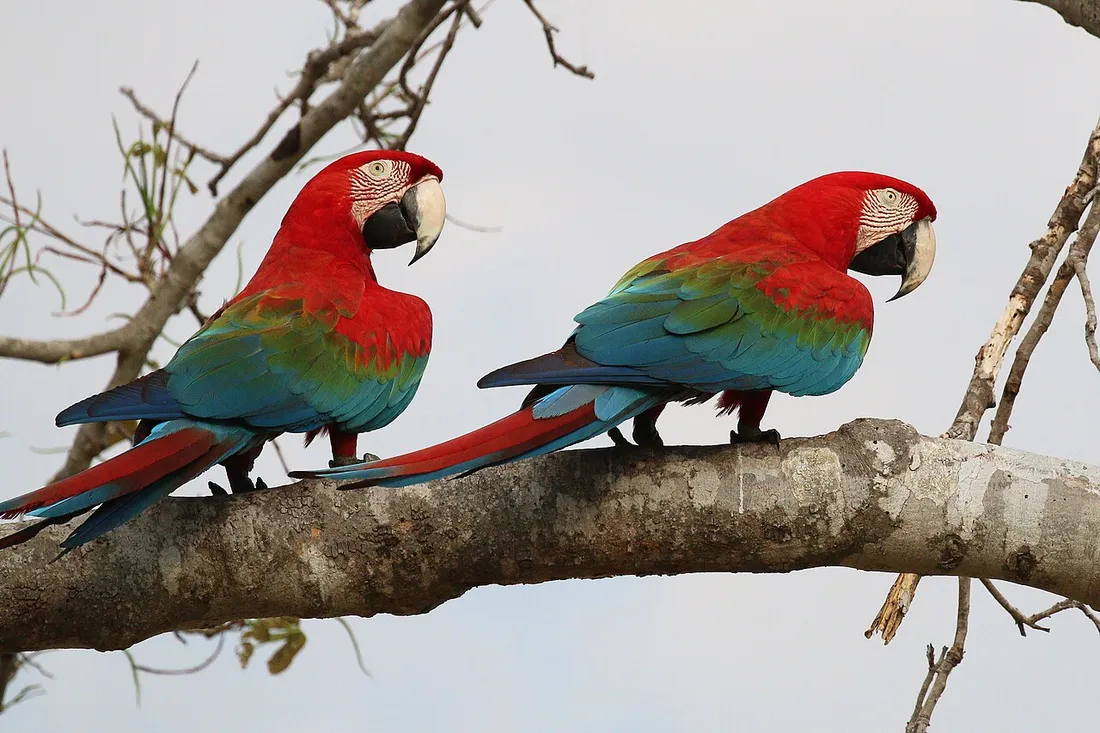 Deux aras chloroptères au plumage rouge, vert et bleu perchés sur une branche dans la forêt tropicale