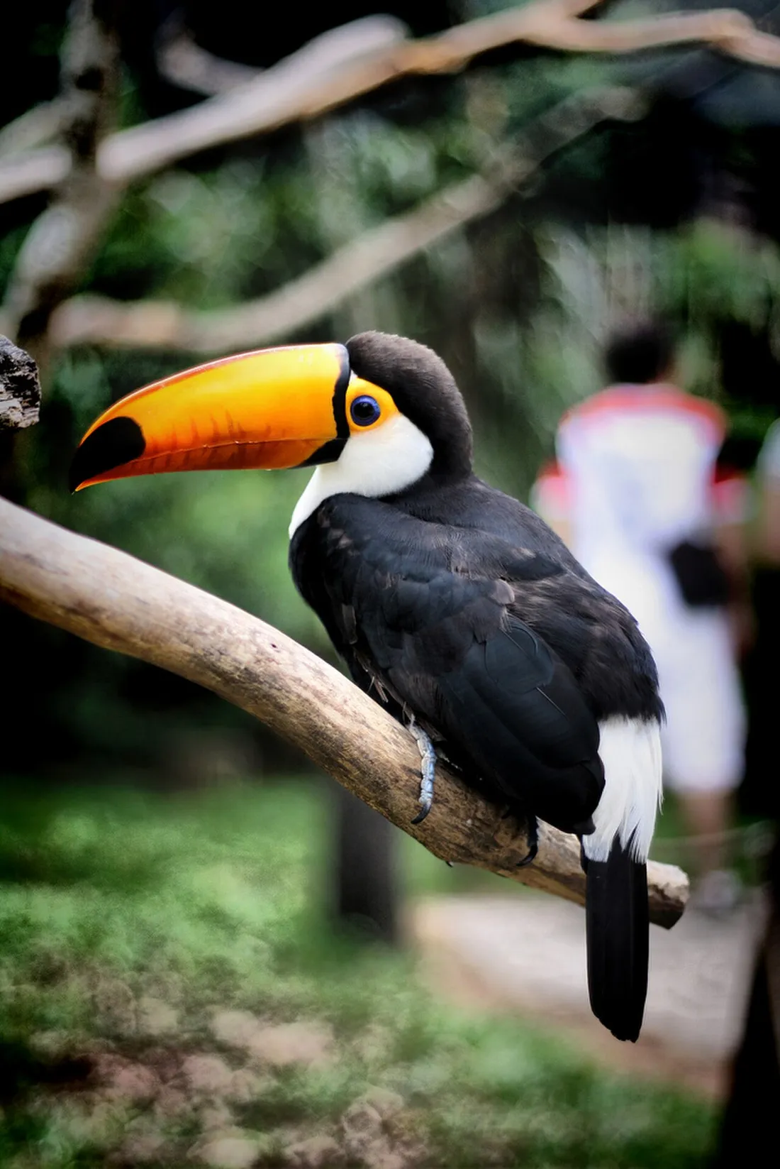 Toucan toco au gros bec orange perché sur une branche dans la végétation tropicale