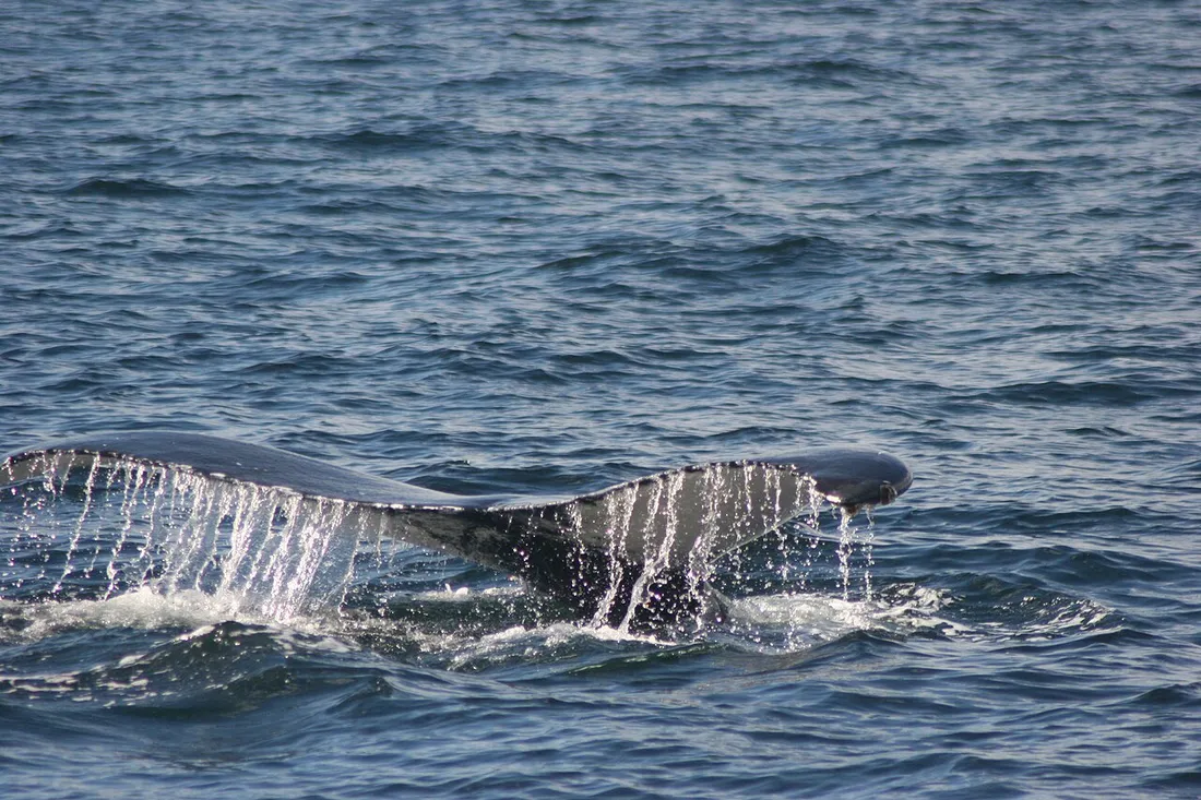 Queue de baleine à bosse émergeant à la surface de l'océan lors d'une plongée, scène typique d'une sortie d'observation des baleines