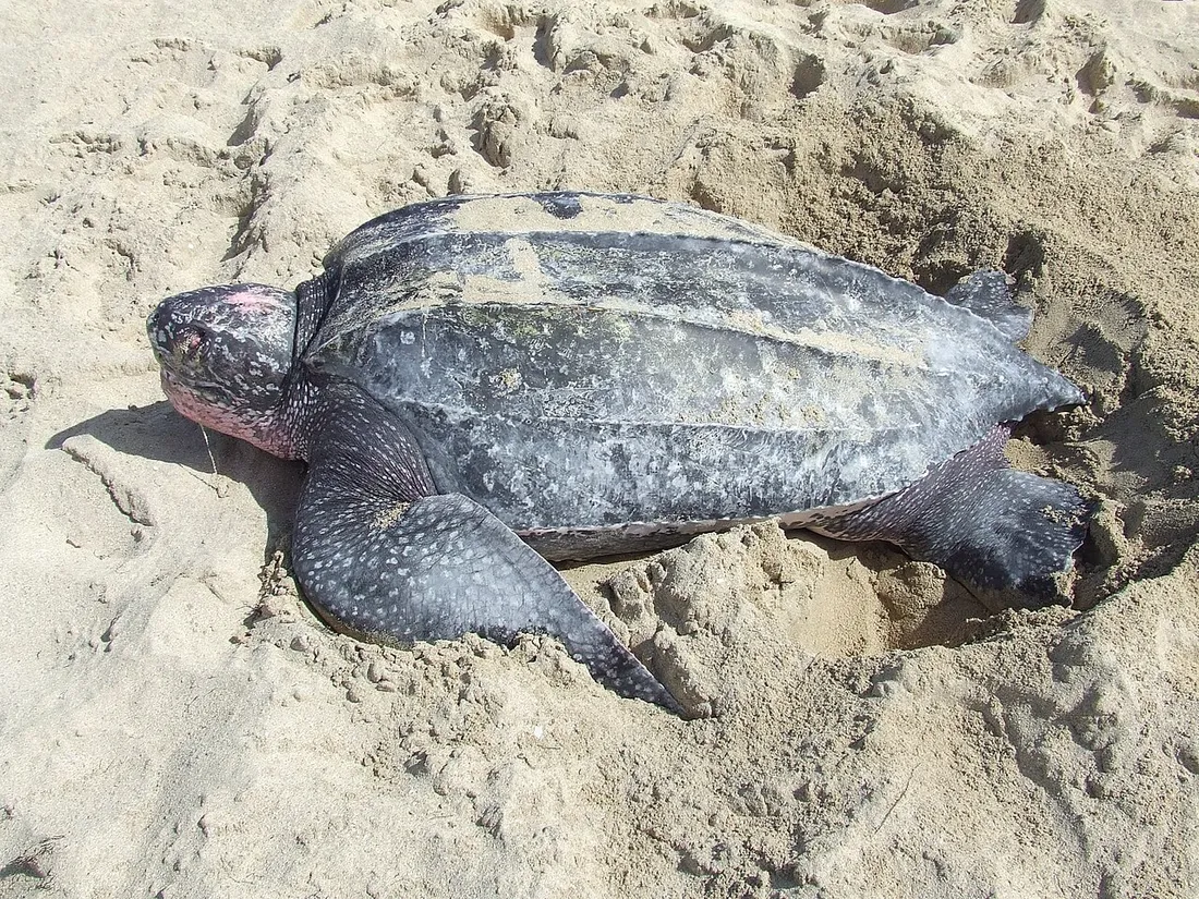 Tortue luth adulte (Dermochelys coriacea) sur le sable d'une plage, carapace striée caractéristique visible