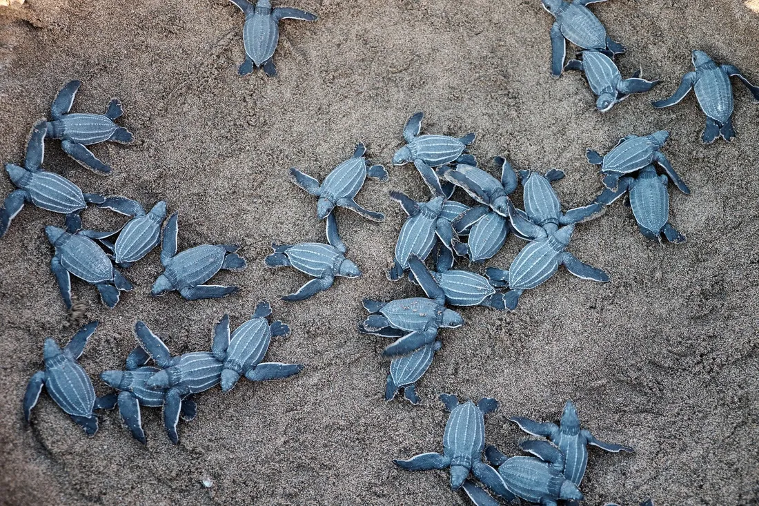 Groupe de bébés tortues luth fraîchement éclos rampant sur le sable vers la mer
