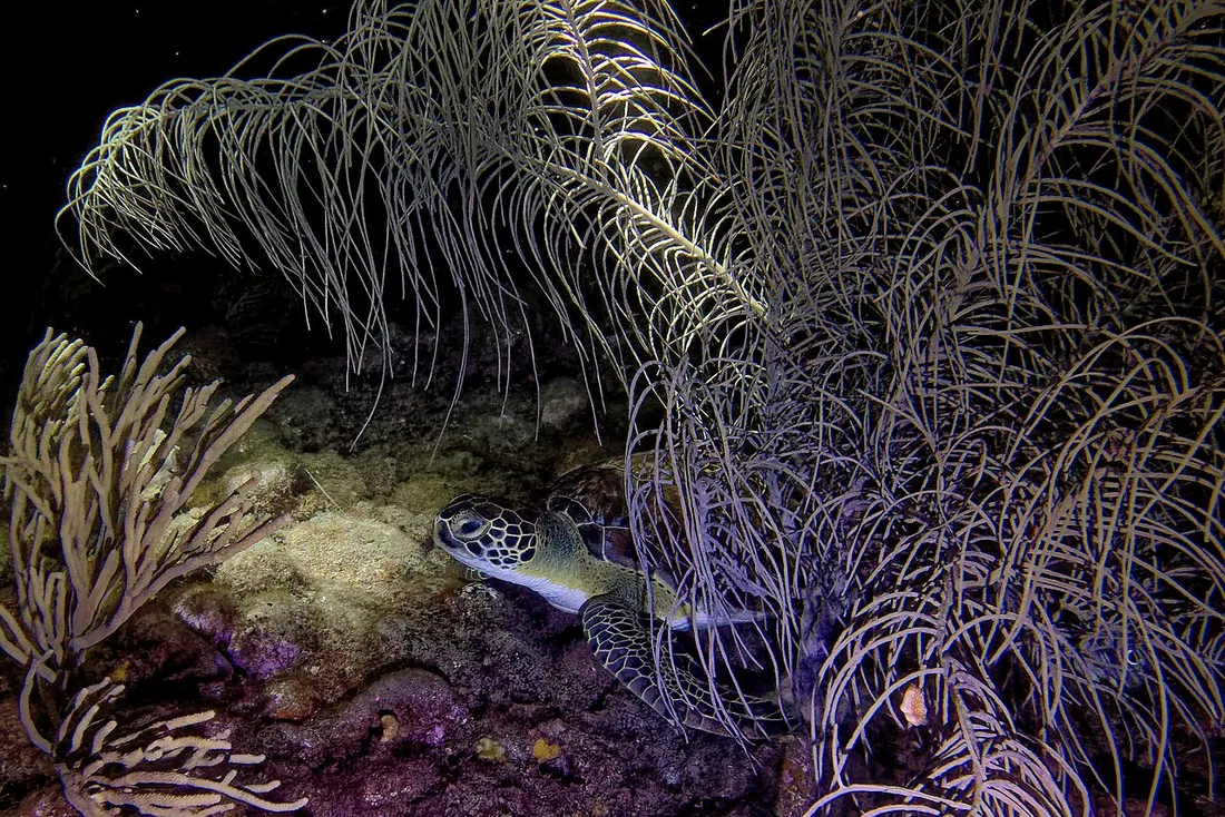 Tortue verte posee sur un fond corallien dans la reserve Cousteau au large de la plage de Malendure, Bouillante, Guadeloupe