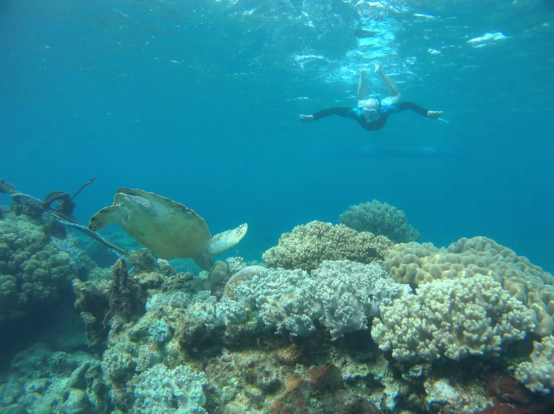 Plongeur en apnee observant a distance respectueuse une tortue marine nageant au-dessus d'un recif corallien
