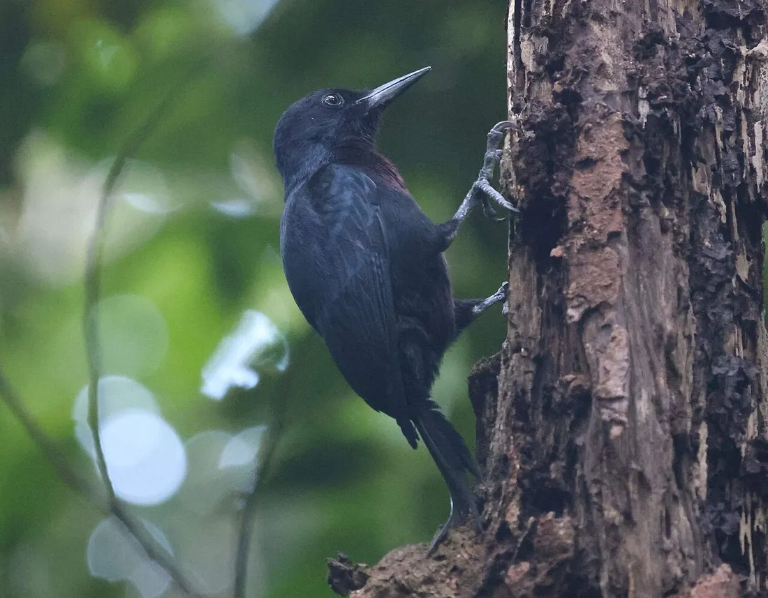 Pic de Guadeloupe (Melanerpes herminieri), oiseau endemique au plumage noir, agrippe a un tronc d'arbre en foret tropicale