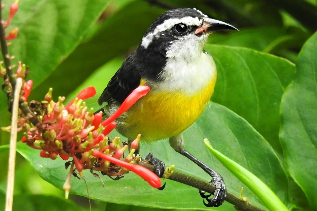 Sucrier a ventre jaune (Coereba flaveola), petit oiseau au ventre jaune, gorge blanche et sourcil clair, pose sur une fleur rouge