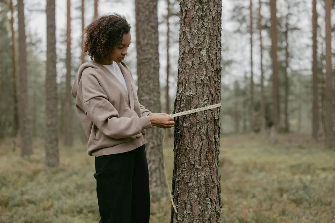 Une femme en sweat à capuche mesure la circonférence d'un tronc d'arbre avec un mètre ruban, au milieu d'une forêt