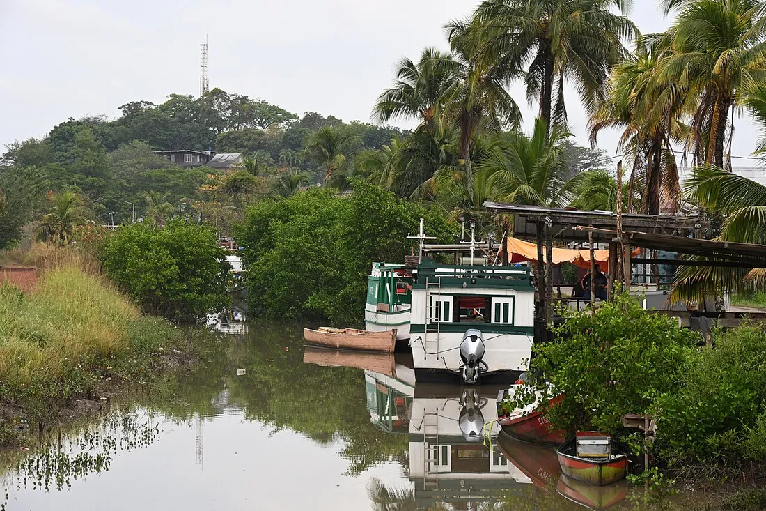 Bateaux de pêche en bois amarrés dans une crique bordée de mangrove et de cocotiers à Cayenne, en Guyane