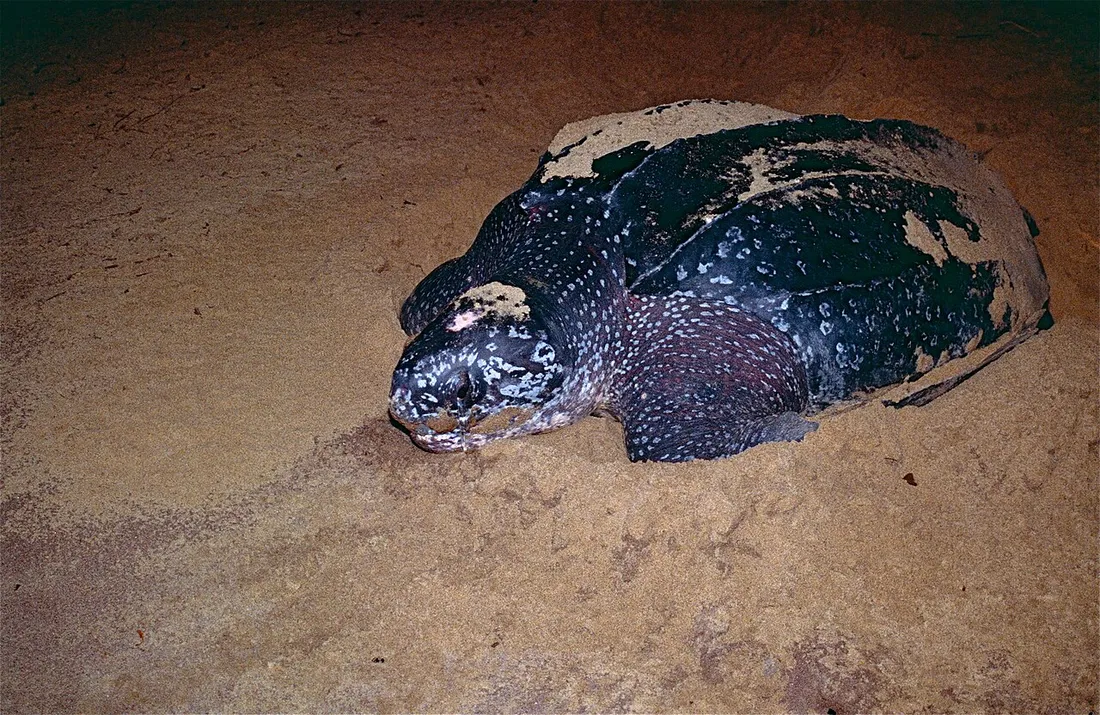 Tortue luth (Dermochelys coriacea) adulte sur le sable, espèce emblématique qui vient pondre sur la plage d'Awala-Yalimapo