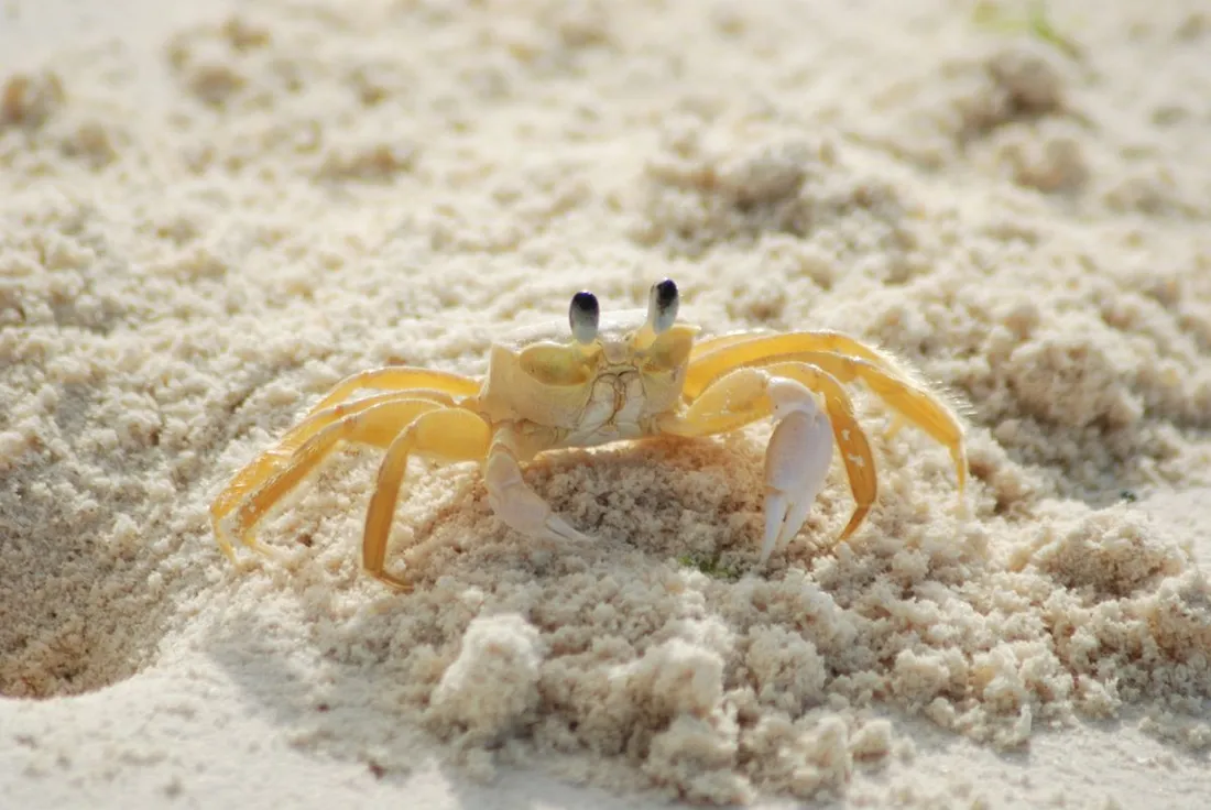 Crabe fantôme jaune (Ocypode) sur le sable clair d'une plage tropicale
