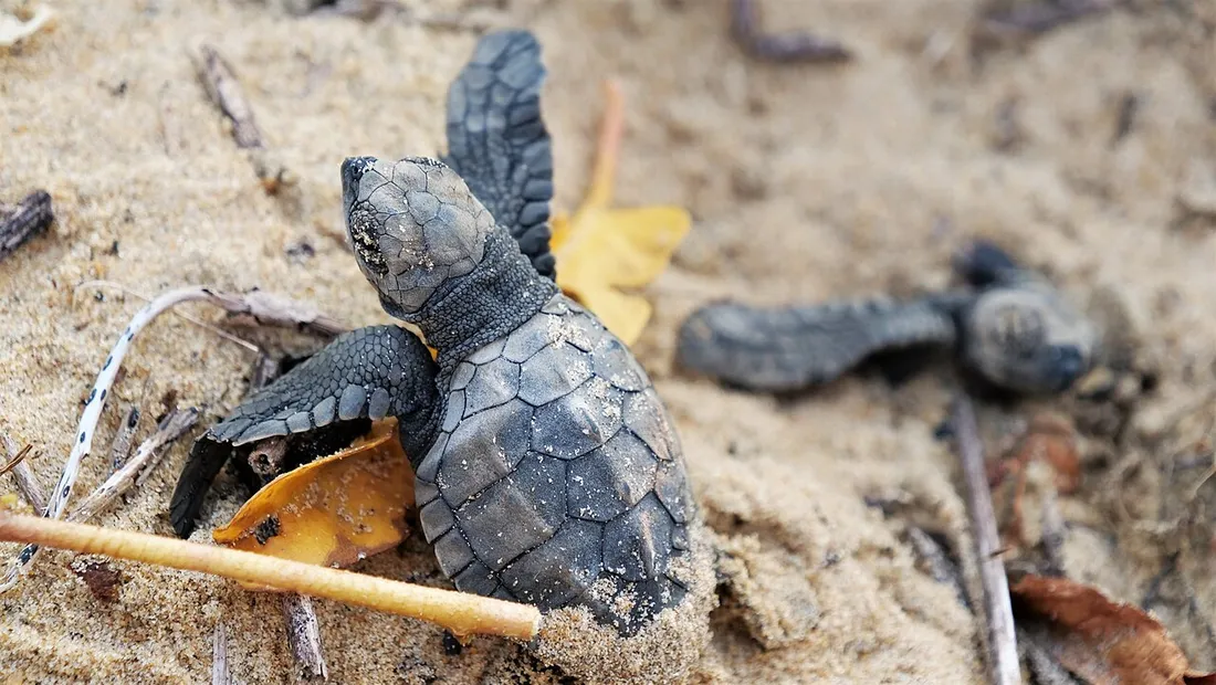 Bebes tortues luth emergeant du sable sur une plage de Guyane, comme a la plage Les Hattes