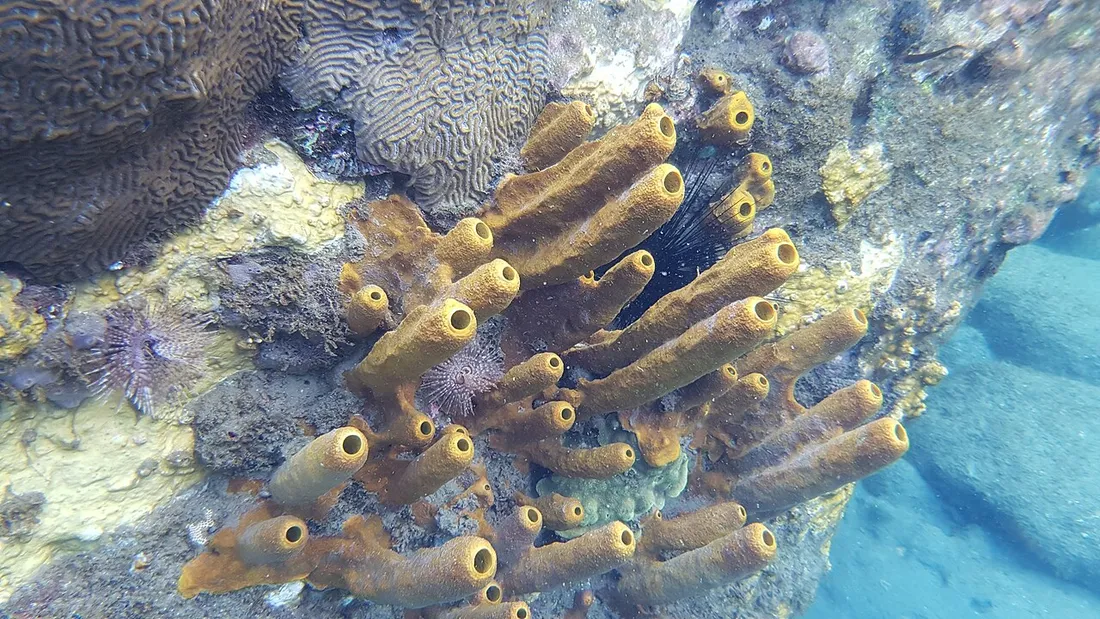 Coraux et éponges des fonds marins de la réserve Cousteau au large de la plage de Malendure, Guadeloupe