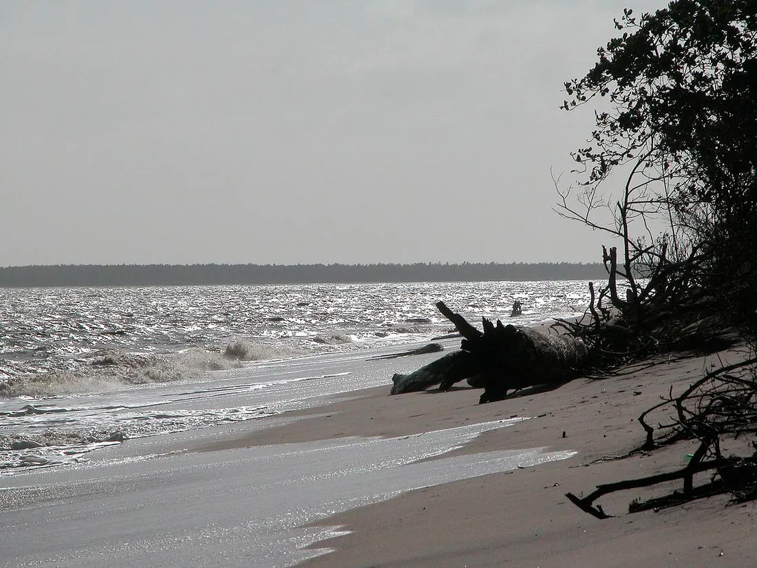 Plage sauvage d'Awala-Yalimapo, à l'ouest de la Guyane, avec sable, bois flotté et ligne de forêt au bord de l'océan