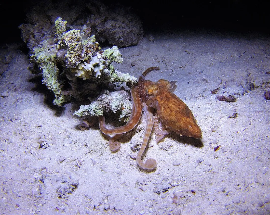 Pieuvre sur le fond sableux eclairee par une lampe lors d'une plongee de nuit sur un recif