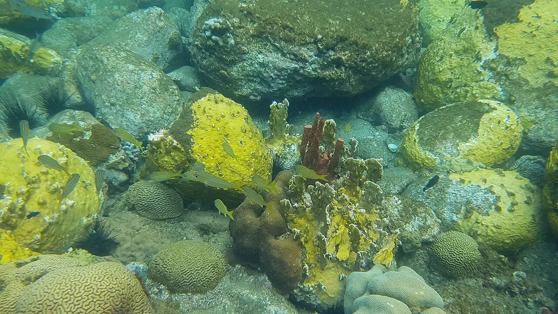 Fonds marins, coraux et poissons de la réserve Cousteau au large de la plage de Malendure en Guadeloupe