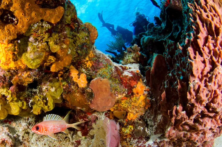 Récif corallien de type caraïbe avec éponges, poisson-écureuil et plongeurs en arrière-plan, comme sur les spots de Martinique
