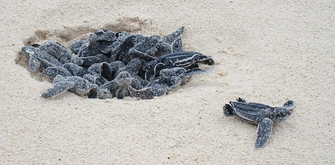 Bébés tortues luth émergeant du sable de leur nid sur la plage et rejoignant la surface