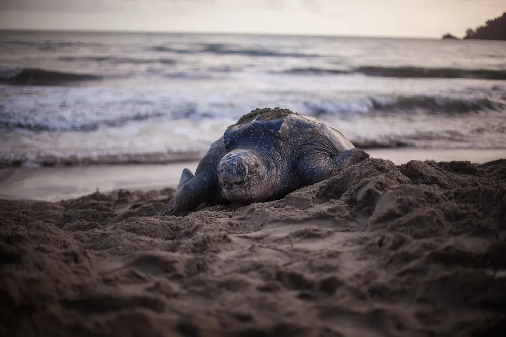Tortue luth adulte en train de pondre sur une plage de sable au crepuscule, l'ocean en arriere-plan, illustrant la saison de ponte des tortues