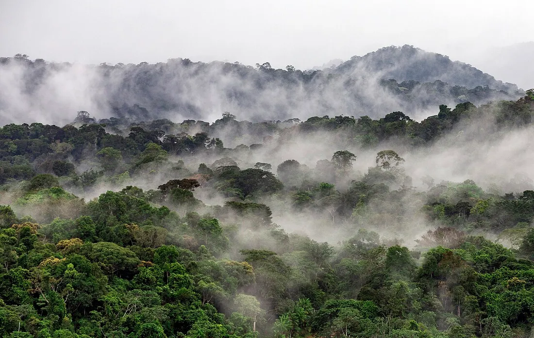 Forêt tropicale de Guyane noyée dans la brume et la pluie pendant la saison des pluies