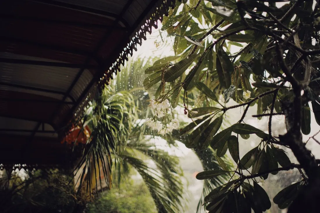 Averse tropicale : rideau de pluie tombant du bord d'une toiture en tôle sur un feuillage dense de frangipanier et de palmier