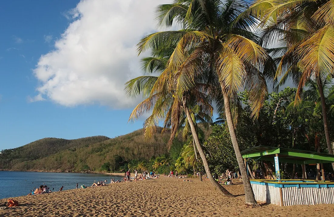 Plage de sable doré bordée de cocotiers à Grande Anse, Deshaies, en Guadeloupe