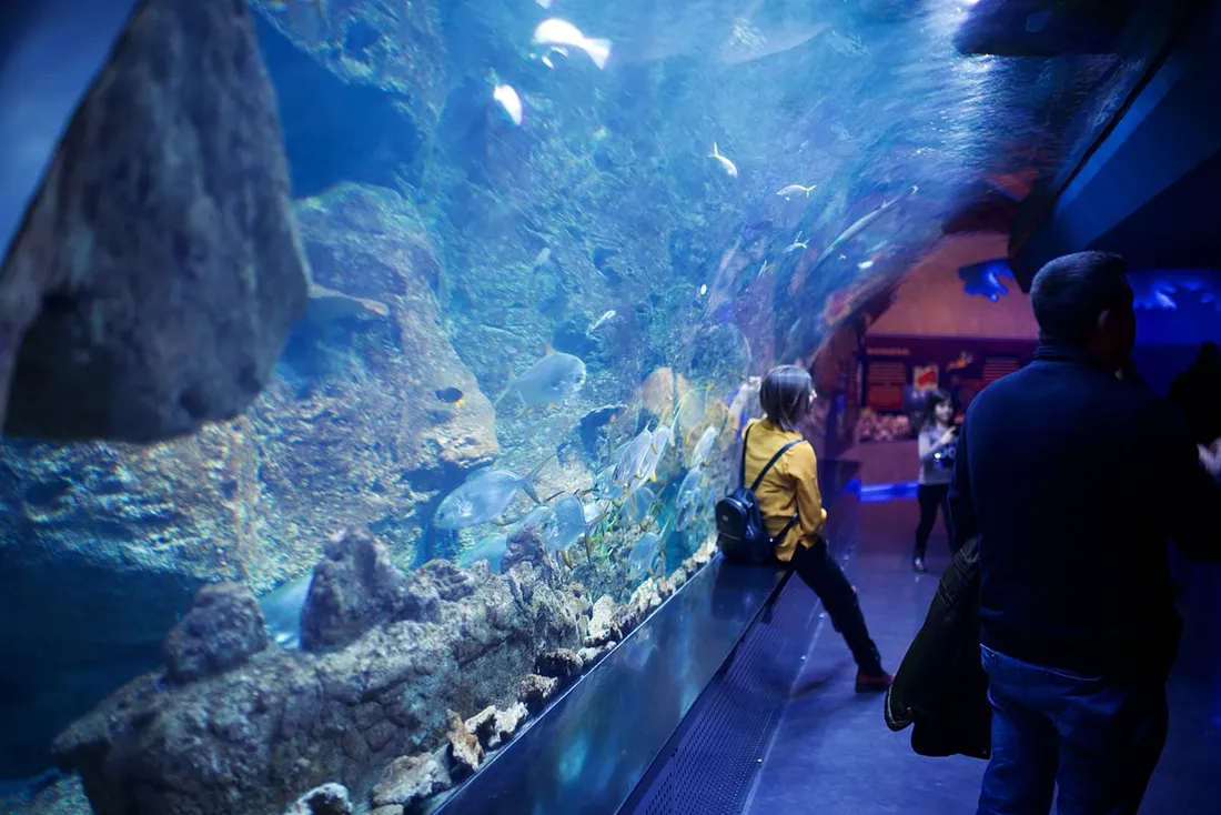 Visiteurs devant un grand bassin d'aquarium observant un banc de poissons dans un tunnel sous-marin