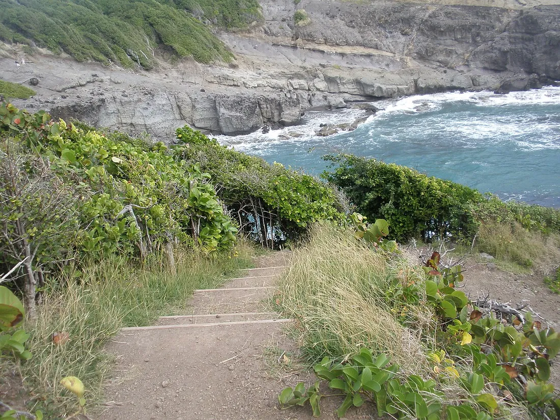 Sentier balisé en escalier descendant vers la côte dans la réserve naturelle de la presqu'île de la Caravelle, en Martinique