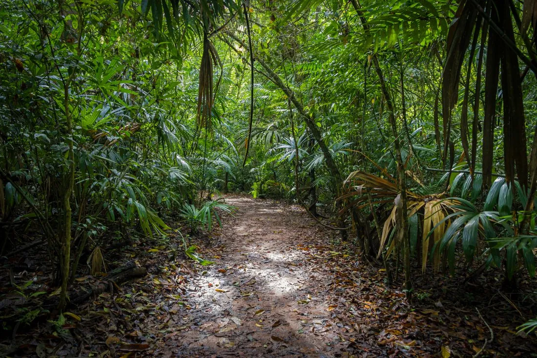 Sentier de randonnée couvert de feuilles serpentant dans la forêt tropicale dense, ambiance des treks en sous-bois